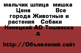 мальчик шпица (мишка) › Цена ­ 55 000 - Все города Животные и растения » Собаки   . Ненецкий АО,Тошвиска д.